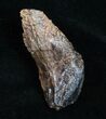 Huge, Unworn Triceratops Tooth - #4468-3